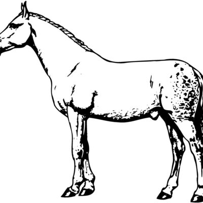 HORSE034 Thumbnail